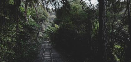 Photo Woodland ambiance