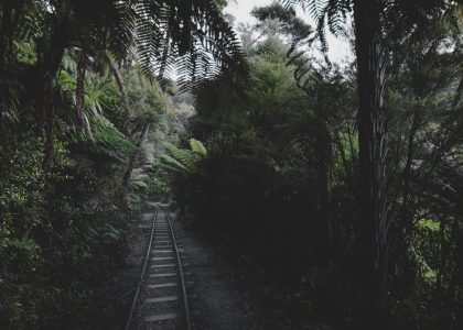 Photo Woodland ambiance